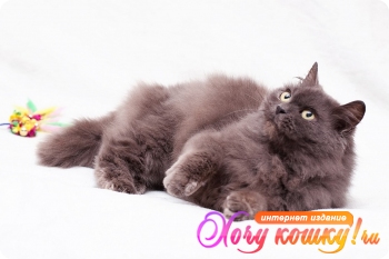 Пушистость и нежность - кошка Фиона в добрые руки