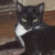 Черно-белая кошка Маори - ласковая, игривая, озорная