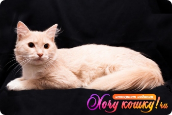 Роскошный котик Пунш ищет дом!