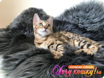 Бенгальские клубные котята