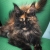 Ласковая Урсула - кошка-мейнкун в хорошие руки