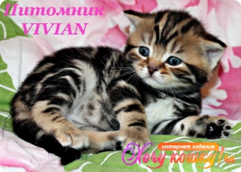 Британские котята черный мрамор из питомника.