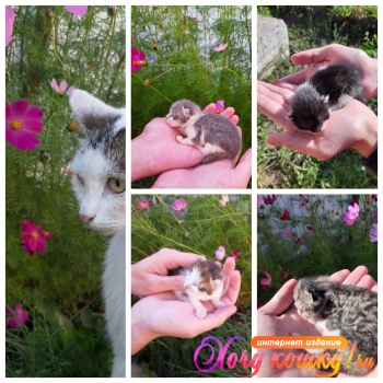 Кошка и котята ищут дом!