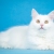 Ласковая белая ангорская кошка Ласточка. 
