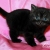 Британские черные котята из питомника.