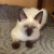 Шикарный тайский котёнок Венера в дар! 7 месяцев