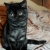 Британские черные котята из питомника.