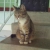 В Вологде найдена кошка-потеряшка