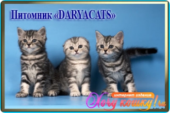      Daryacats 