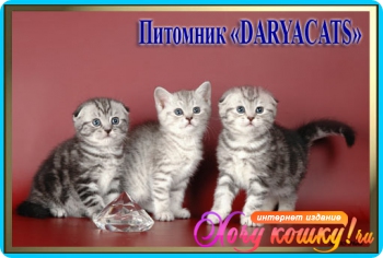       Daryacats 