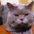 Вязка кошек-шотландский прямоухий кот для вязки