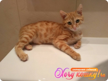 Лучик кот
