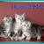       Daryacats 