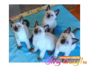 Тайские котята