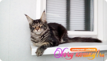 Черный мраморный котик мейн кун
