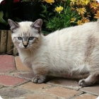 Дымчатая кошка породы манчкин на фоне садового участка