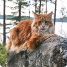 Кот мейн-кун рыжего окраса в лесу