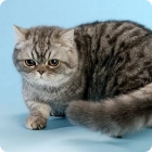 Фото кошки породы наполеон
