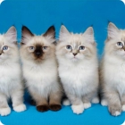 Фотография невских маскарадных котят