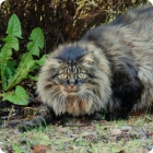 Норвежская лесная кошка в дикой природе