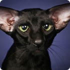 Фотография черного кота ориентальной породы