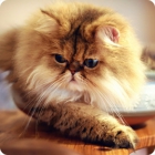 Фото грациозного персидского кота