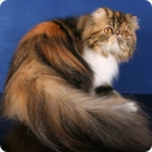 Фотография персидского котика с пушистым хвостом 
