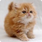 Фотография персидского котенка