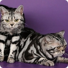 Фото парочки кошек американской жесткошерстной породы