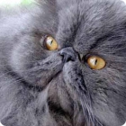 Персидский кот серого окраса 