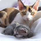 Кошка породы девон рекс и её котенок 