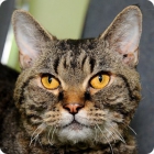 Фотография сурового кота американской жесткошерстной породы