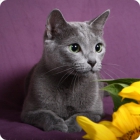 Фото кота русской голубой породы