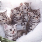 Фотография милых американских жесткошерстных котят