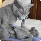 Мама-кошка с котенком русской голубой породы