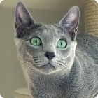 Удивленный кот русской голубой породы
