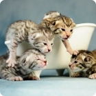 Обаятельные котятки савванской кошки