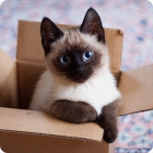 Котенок сиамской кошки в коробке 