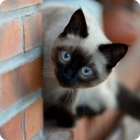 Кошка сиамской породы выглядывает из за стены