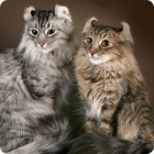 Фотография кошки и кота породы кёрл
