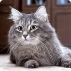 Фотография лежащей сибирской кошки