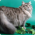 Фото сибирского кота в полный рост