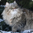 Фото сибирской кошки на природе