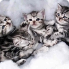 Очаровательные котята американской короткошерстной породы