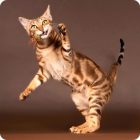 Фотография игривого кота породы соукок