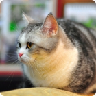 Слегка полноватая кошка американской короткошерстной породы
