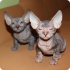 Два очаровательных котенка донского сфинкса