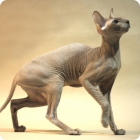 Котик породы петербургский сфинкс