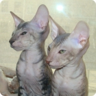 Два подростка-котенка петерболда, известного как петербургский сфинкс