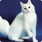 Великолепная породистая ангорская кошка 
